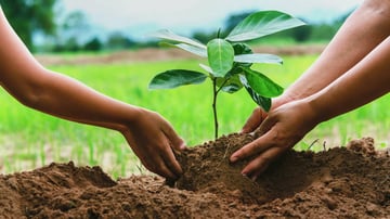 Planting trees