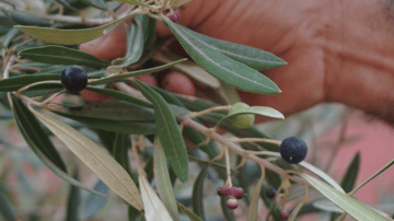 Screenshot 2024 01 25 at 3 13 50 PM