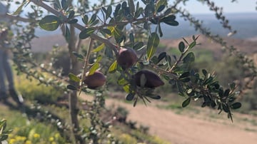Talat N Mimoun Argan Tree 02 25 19