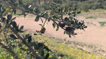 Talat N Mimoun Argan Tree 02 25 22