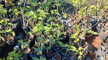 Tanger Tetouan Al Hoceima Nursery 1