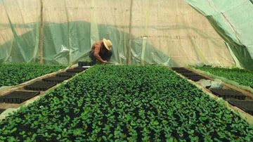 Carob 1 Whats App Image