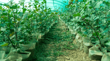 Carob saplings in the greenhouse khenifra nursery october 2024