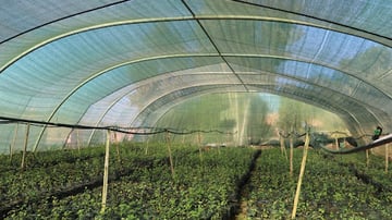 Civil society growth