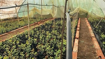 Greenhouse baby carob trees