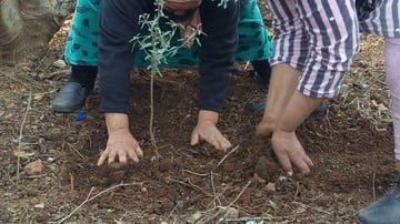 Planting carob trees