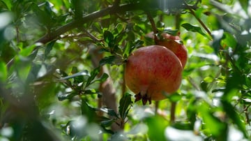 Pomegranate