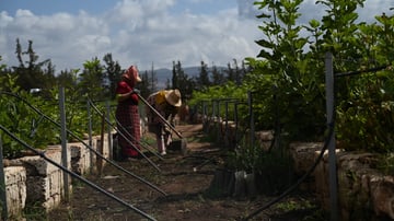 Women involve in weeding the nusery in Ain leuh nursery September 2024