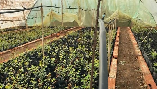 Greenhouse baby carob trees