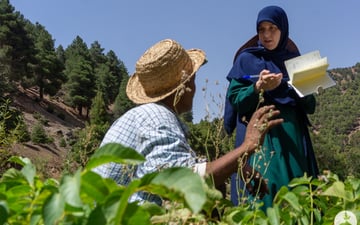 Hajiba tree monitoring 2