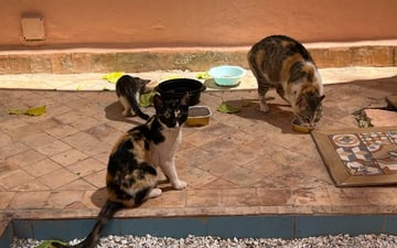 Whats App Image 2024 04 09 at 11 40 59 AM 1