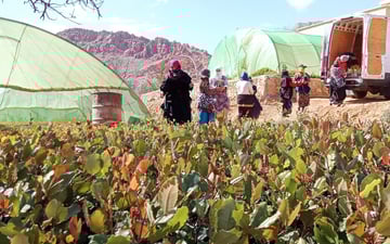 Field of crops with volunteers