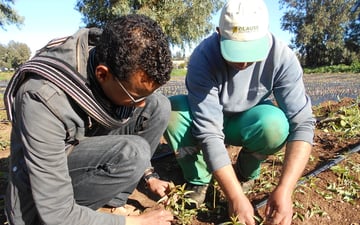 Two people planting saplings