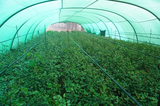 Khenifra nursery carob