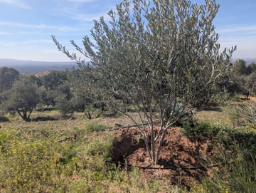 Talat N Mimoun 02 25 40