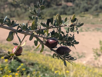 Talat N Mimoun Argan Tree 02 25 25