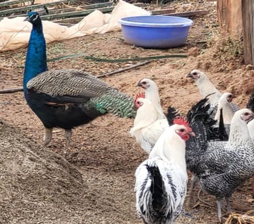 Peacock and chickens 1 cropped