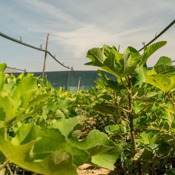 01 Fig trees in Guercif nursey OCTOBER 2024