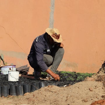 Person planting seeds
