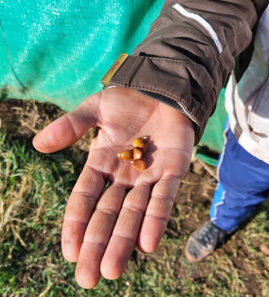 Carob seed starting to germinate Khenifra