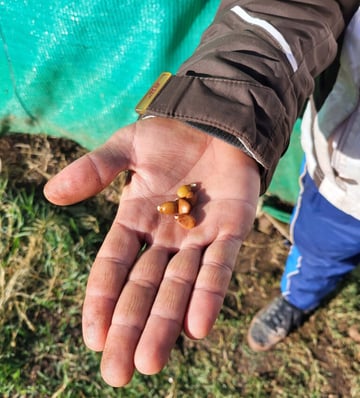 Carob seed starting to germinate Khenifra