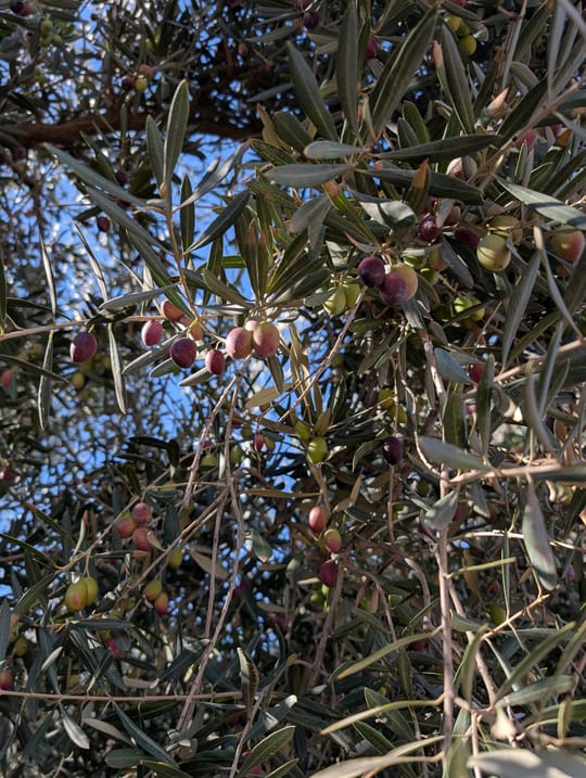 PXL 20260115 101200137 MP