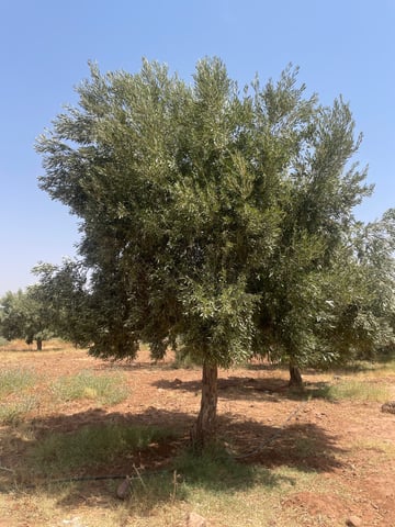 Morocco Achbarou Planting JK 3