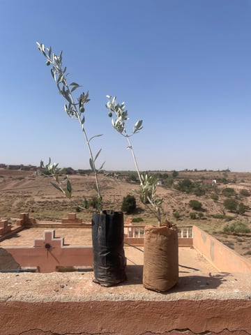 Morocco Akrich Nursery JK 1