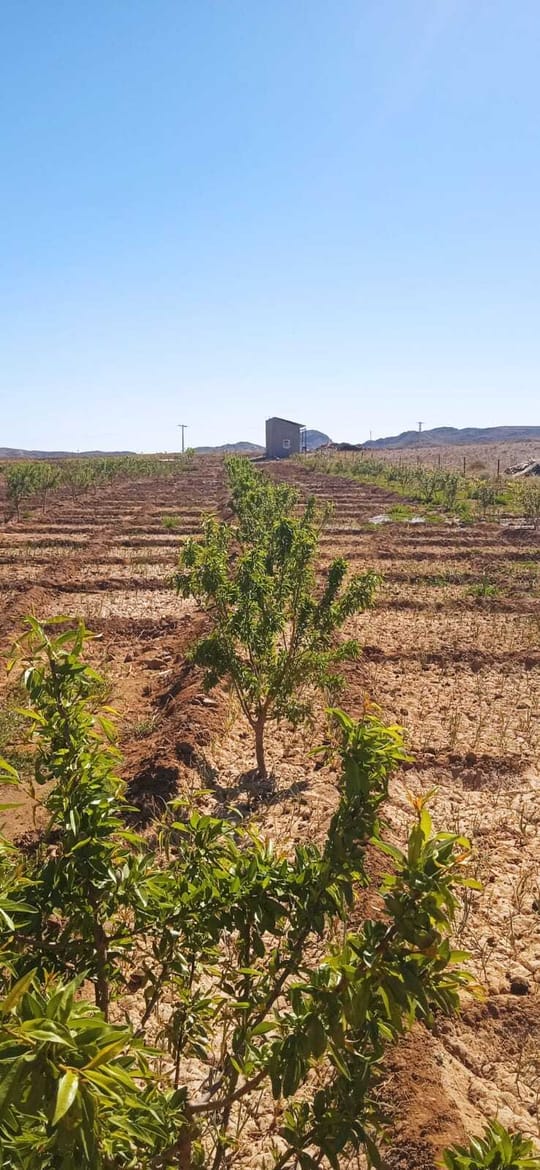 Almond Ouarzazt April 2025 3