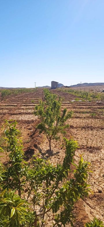 Almond Ouarzazt April 2025 3