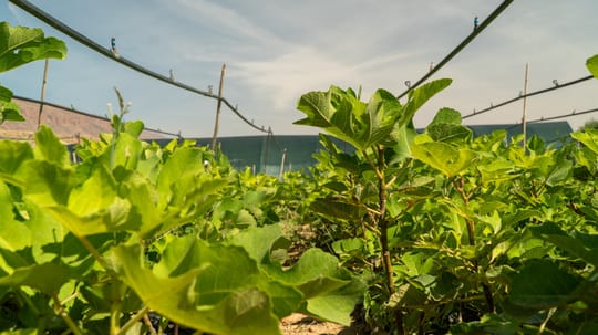 01 Fig trees in Guercif nursey OCTOBER 2024