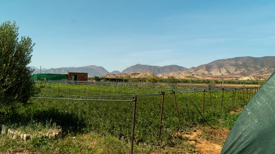 02 Maskarat nursery Guercuf October 2024