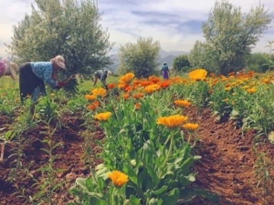 33326310943 e7db279dae z 300x225 1