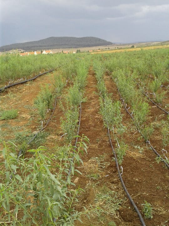 36653115041 d64433b481 o