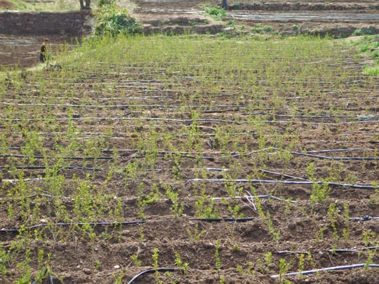 41303270911 9a4b140d70 o