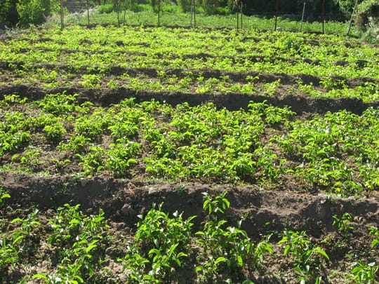 4763701902 9ef43325b1 o