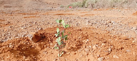 52973831592 1d6ed24638 o