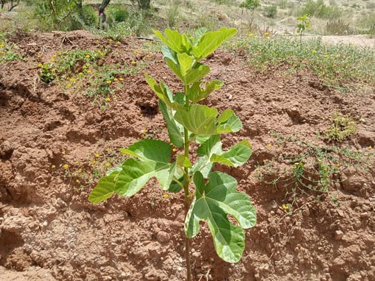 53752517860 87973af4d9 o