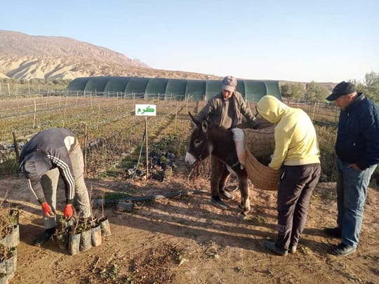 54308662906 4d7d8ea073 o