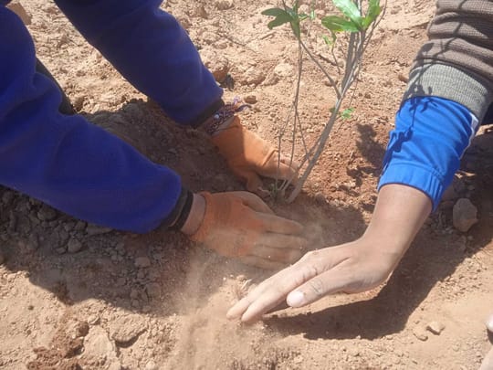 Adeel Planting Activity with Aisha Association in Douar Dcheira Al Qassabi community 2025 04 20 15 1