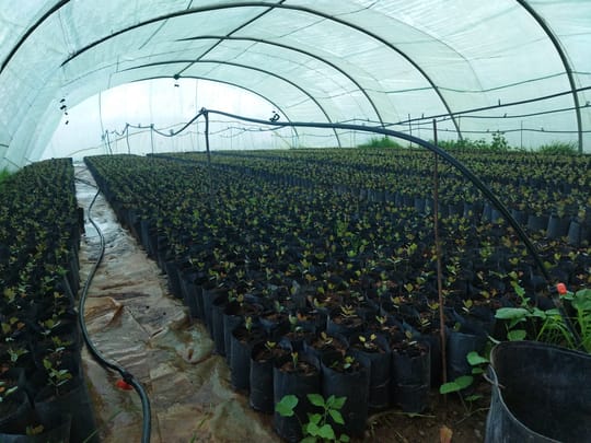 Argan nursery