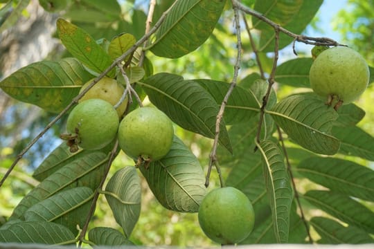 Black Walnut Tree Value Whatto Know