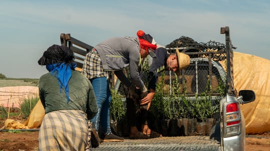 Delivering olive trees from the Meknes tree nursery October 2024