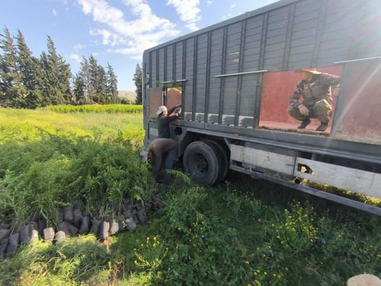 Distribution Almonds from Taza to Ifran 2025 04 28 4