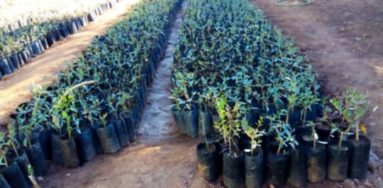 Estore high atlas foundation planting trees