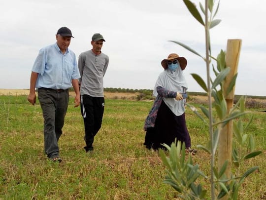 Hajiba tree monitoring