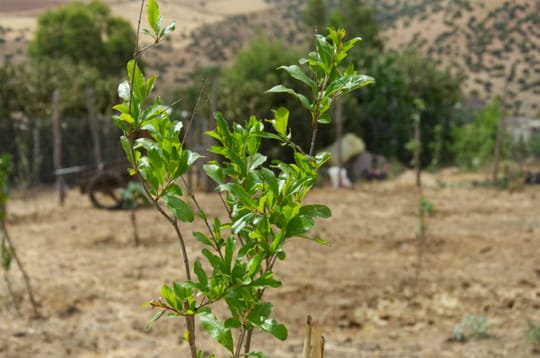 Morocco Reforestation