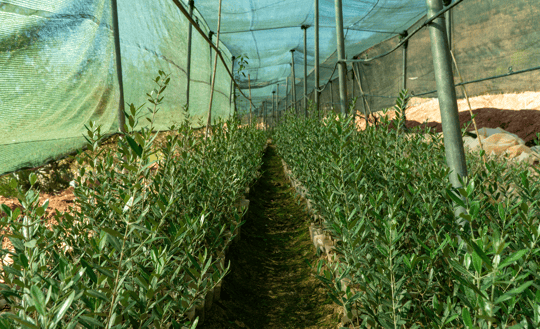 Olive tres in the greenhouse Ouauizight october 2024