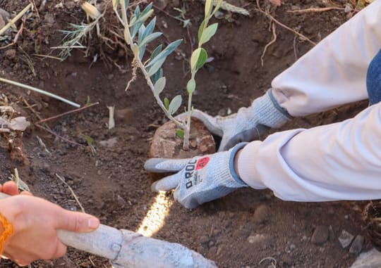 Planting Hope A Journey Toward a Greener Future