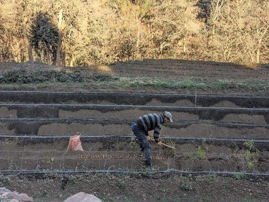 Planting walnut seeds in Tadmamt nursery Februar 13 2025